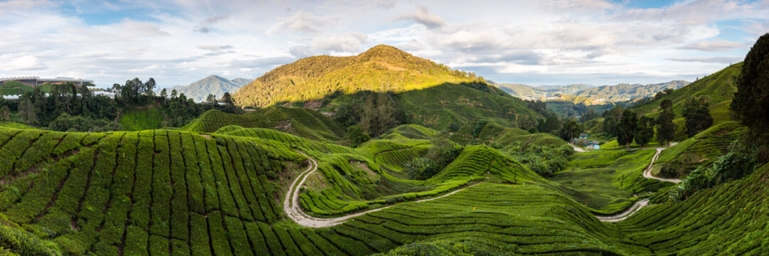 Panoramic of tea plantation at sunset, Cameron Highlands