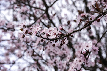 Almond tree in bloom