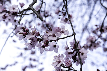 Almond tree in bloom
