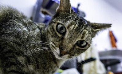 Stray cat in the street