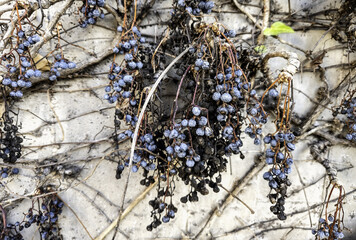 Raisins in a market