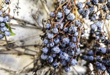 Raisins in a market
