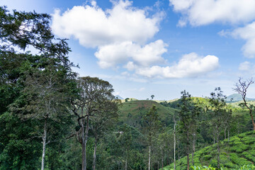 landscape with trees and clouds
