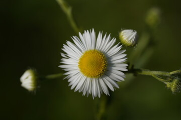 Obraz premium chamomile family and chamomile buds