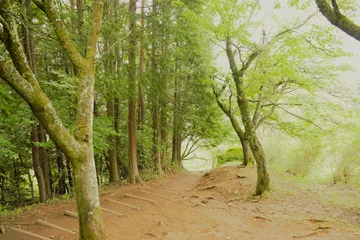 Fotobehang Bospad Arakurayama Sengen Park in Yamanashi, Japan  © corn-flower