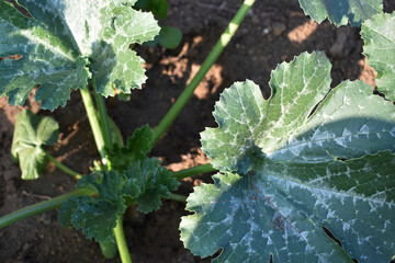 Zucchini plant growing in the soil in summer. Zucchini sprout growing in the ground outdoors. Concept of the farming and gardening. Vegetable garden in Italy, Sicily.
