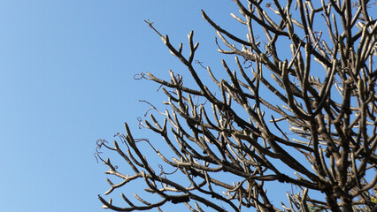 Zigzag branches of skeleton tree with blue background