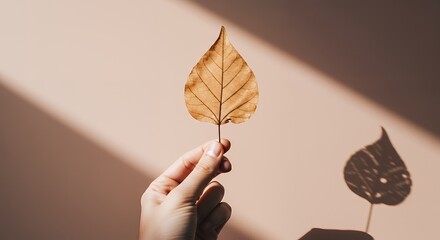 Holding Dried Leaf with Shadow on Wall Representing Autumn Season