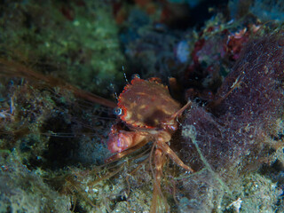 Crab on the seabed at night close-up. Side view of a crab with claws on the seabed underwater.