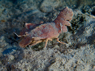 Slipper lobster. Scyllaridae. Slipper lobster on the sandy seabed at night underwater.
