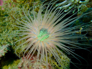 Tube anemone. Coral polyp with tentacles. View of anemone with tentacles on the seabed at night underwater.