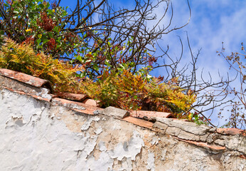 Dach- und Mauerbewuchs an verfallener Wand
