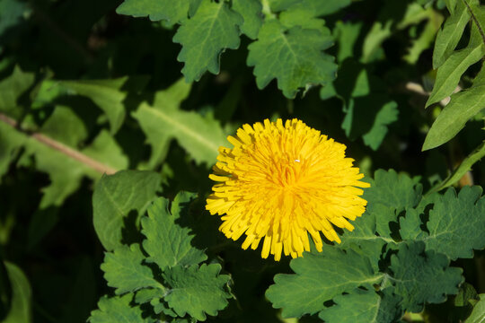 Frisch und gelb - L&ouml;wenzahn w&auml;chst zwischen gr&uuml;nen Bl&auml;ttern gelb leuchtend heraus