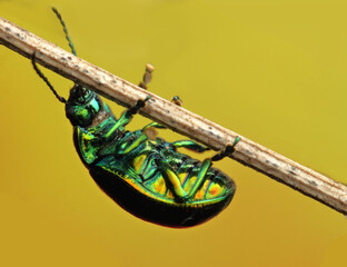 insect Chrysolina fastuosa from below