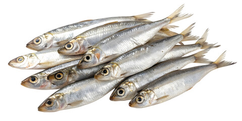 A pile of fresh whole sardines with shiny silver scales isolated on white background