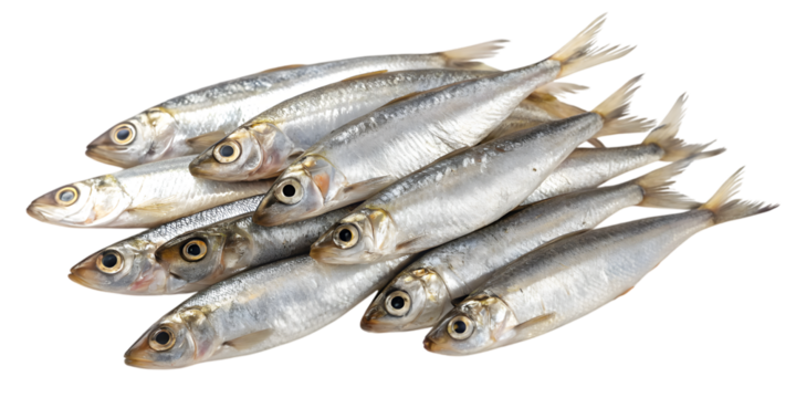 A pile of fresh whole sardines with shiny silver scales isolated on white background