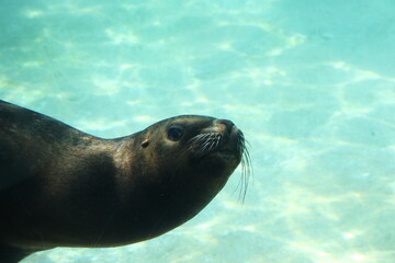 Fototapeta premium seal in water