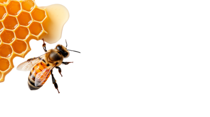 A detailed close-up of a bee on honeycomb, showcasing intricate patterns and colors against a clean background.