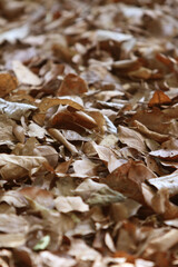Autumn Leaf Litter: A textured ground is covered in a rich tapestry of fallen leaves in shades of brown and gold, creating a serene and picturesque natural environment.