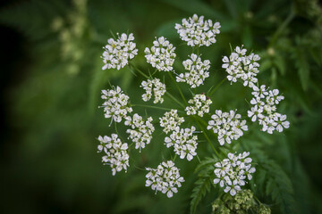 burdock at the edge of the forest,Torilis arvensis, Rialb Valley, Ordino district, Andorra, Europe