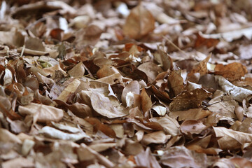 Autumn's Embrace: A ground-level shot showcases a captivating mosaic of dry, textured, autumn leaves, each one a testament to nature's artistry.