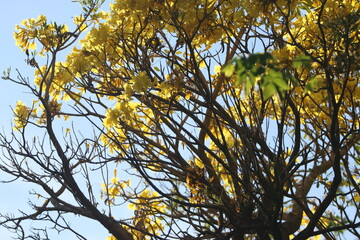 Golden Trumpet Tree in Bloom: A vibrant golden trumpet tree bursts into bloom, showcasing a profusion of bright yellow flowers against a clear blue sky.