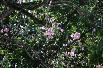 Blooming Canopy: A breathtaking view of a tree in full bloom, its delicate pink blossoms reaching towards the sky, with lush green foliage surrounding it.