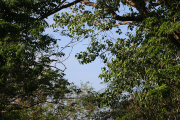 Looking Upward: An awe-inspiring shot gazing up at the intricate weave of tree branches and foliage...