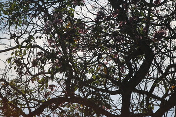 Branching Canopy: The intricate network of branches against a bright sky, capturing the ethereal...