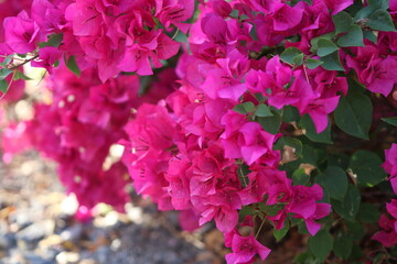 Vibrant Bougainvillea Blooms: A profusion of vibrant magenta bougainvillea flowers in full bloom, showcasing their delicate papery texture and rich color.  The blossoms create a dense.