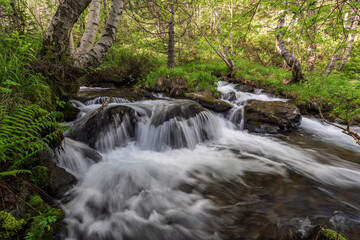 Estanyó river through the forest, Sorteny Valley Natural Park, Ordino district, Andorra, Europe