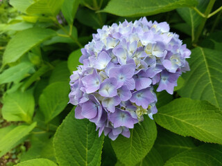 flower of light blue hortensia on green bush. Flowering plant