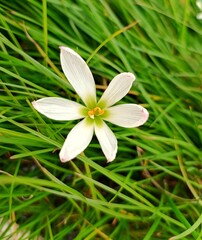 White Rain Lily Flower Blooming in Green Grass