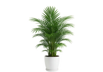 Large green palm plant in white pot