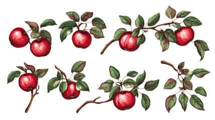 Set of Hand-Drawn Apple Twigs with Leaves Isolated on White Background

