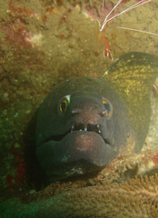Symbiotic Harmony: Moray Eel and Cleaner Shrimp in Caribbean Coral Reef