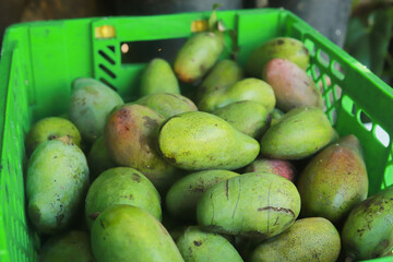 Cagette de mangues fraîches récoltées, prêtes pour le marché local