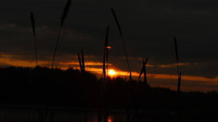 Sunset on the background of wild plants
