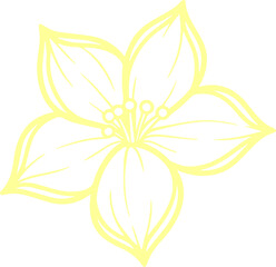 jasmine vector flower illustration transparent pattern 