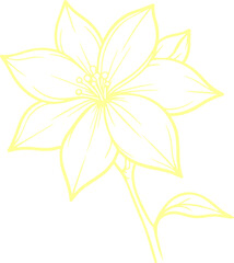 jasmine vector flower illustration transparent pattern 