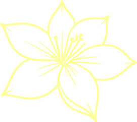jasmine vector flower illustration transparent pattern 