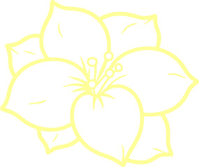 jasmine vector flower illustration transparent pattern 