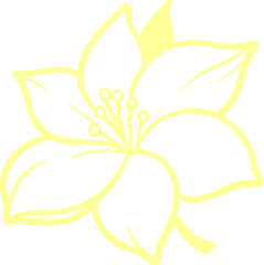 jasmine vector flower illustration transparent pattern 