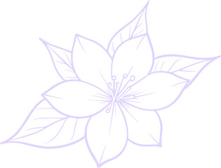 jasmine vector flower illustration transparent pattern 