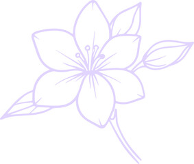 jasmine vector flower illustration transparent pattern 