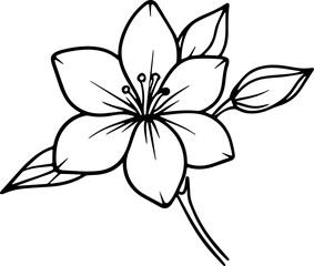 jasmine vector flower illustration transparent pattern 