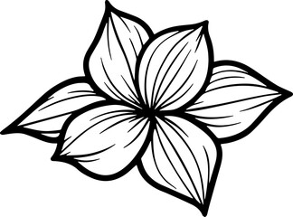 jasmine vector flower illustration transparent pattern 