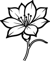 jasmine vector flower illustration transparent pattern 