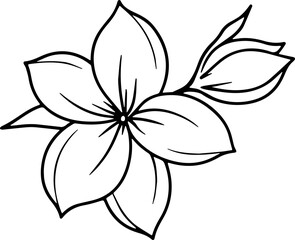 jasmine vector flower illustration transparent pattern 