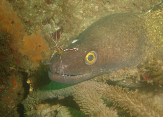 Symbiotic Harmony: Moray Eel and Cleaner Shrimp in Caribbean Coral Reef